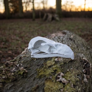 Bald Eagle Skull - resin life-like replica