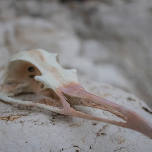 Herring Gull Skull - resin replica
