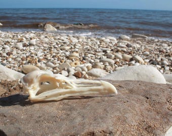 Czaszka mewy srebrzystej (Larus argentatus) – replika muzealnej przyrody wydrukowana w 3D