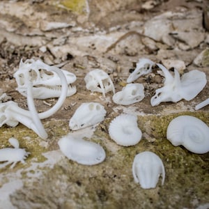 Extinct Animal Miniatures (Dinosaur Skulls) – mini resin models