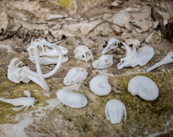 Tiny Extinct Animal Skulls (Dinosaurs) - 3D printed Miniature Resin Replicas