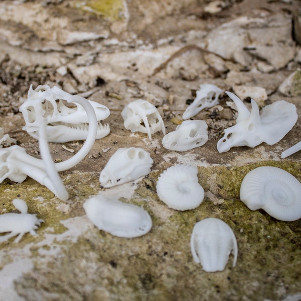 Tiny Extinct Animal Skulls (Dinosaurs) - 3D printed Miniature Resin Replicas