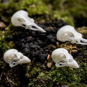 Garden Bird Skulls (Blackbird, Sparrow) – resin life-like replica