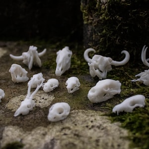 Tiny European Mammal Skulls - 3D printed Miniature Resin Replicas P1