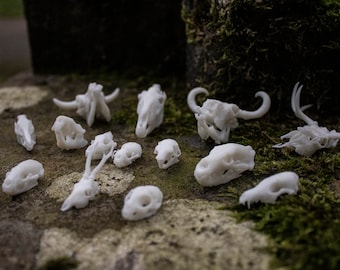 Tiny European Mammal Skulls - 3D printed Miniature Resin Replicas P1