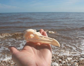May include: A bleached white bird skull with a curved beak and hollow eye sockets. The skull features a smooth, bony texture and is held in a palm against a backdrop of a shoreline with waves and a blue sky, showcasing the natural anatomical structure.