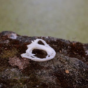 May include: A small, white, organic bone structure with a hollow, irregular, and porous appearance. The object features a series of delicate, interconnected arches and ridges, displaying a natural, weathered texture throughout its entire form.