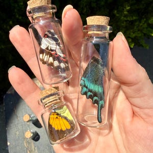 May include: Three small, clear glass vials with cork stoppers, each containing a single butterfly wing. One wing is black and white with red accents, one is iridescent teal and black, and the third is yellow and black. Two additional vials are visible.