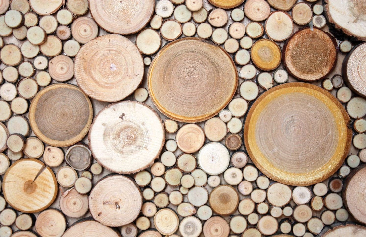 Wood wall art Ready made wall art from natural wood cuts Etsy