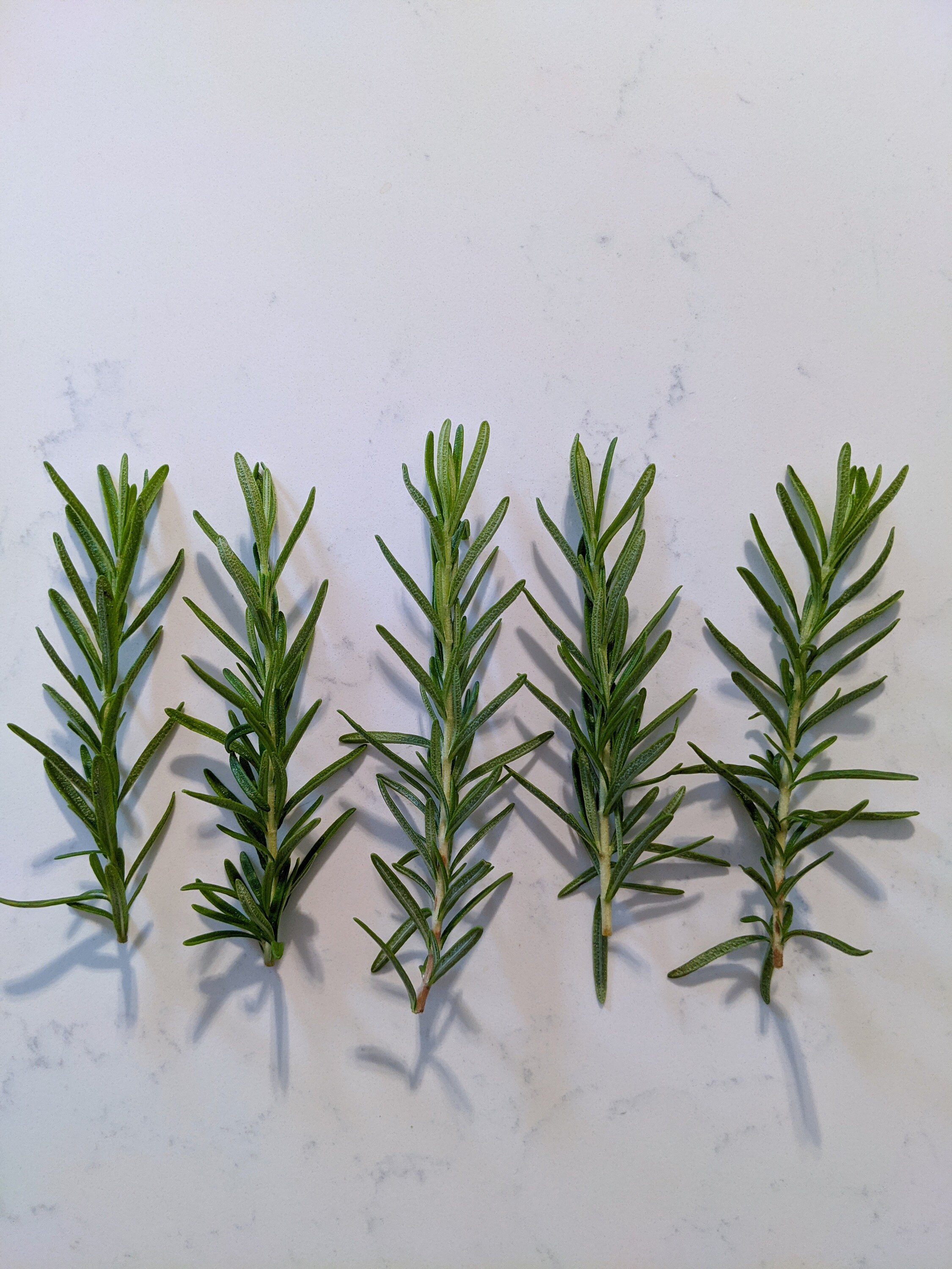 Organic Rosemary Sprigs and Bundles Fresh and Fragrant USA Etsy