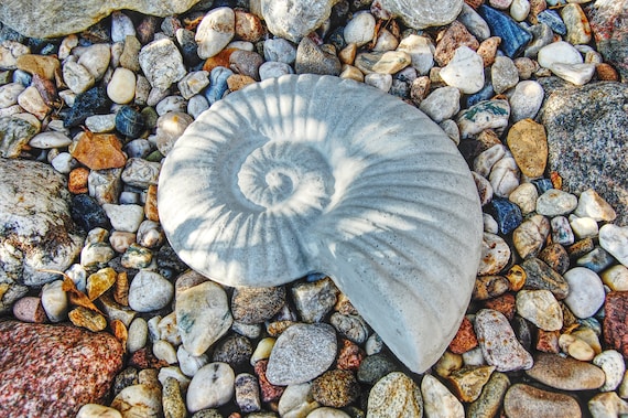 Concrete Figure Snail Ammonite. Hand-cast Fossil Replica as - Etsy