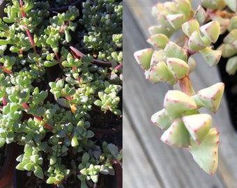 Oscularia Deltoides 'Ice Plant' Live Plant - 4 in.