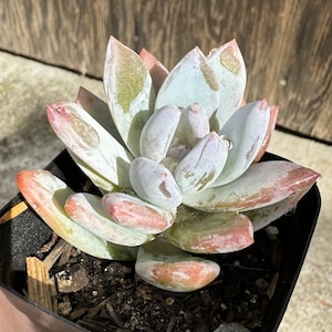 Pachyveria &#39;Powder Puff&#39; live plant, 2 in