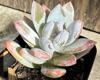 Pachyveria 'Powder Puff' live plant, 2 in