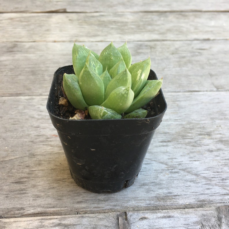 Haworthia cymbiformis Cathedral Window Live plant, 2.5 inch image 2