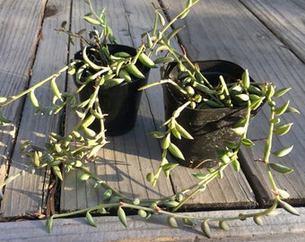 String of Bananas - Curio radicans - Live 2" succulent plant