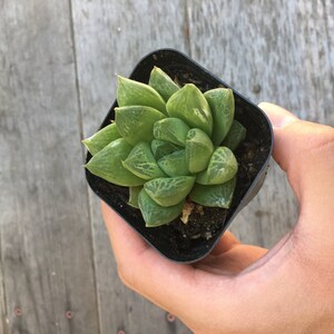 Haworthia cymbiformis Cathedral Window Live plant, 2.5 inch image 3