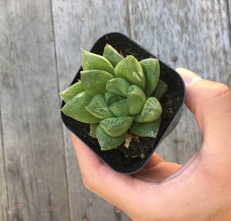 Haworthia cymbiformis Cathedral Window Live plant, 2.5 inch image 3