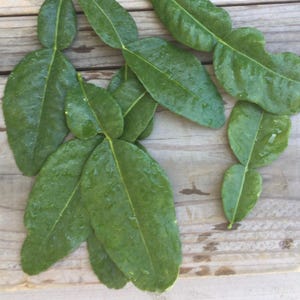 12-15+ Fresh Kaffir Lime leaves - herb/spice for cooking