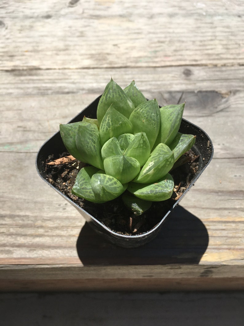 Haworthia cymbiformis Cathedral Window Live plant, 2.5 inch image 5