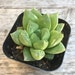 see more listings in the Cactus and Succulents section