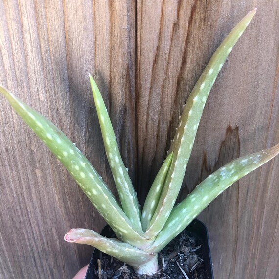 Aloe Vera Live Plants - 3+ Inches - Etsy