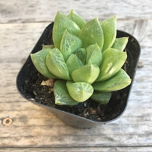 Haworthia cymbiformis Cathedral Window Live plant, 2.5 inch image 4