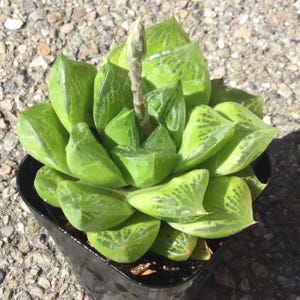 Haworthia cymbiformis &quot;Cathedral Window&quot; Live plant, 2.5 inch
