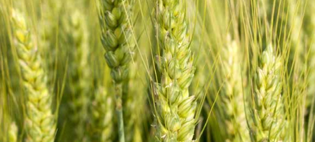 ECO FRIENDLY Straw Gel Pens / Pack of 2 / Recyclable / Etsy