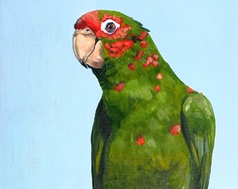 Peinture à l'huile originale - Perruche conure mitrée