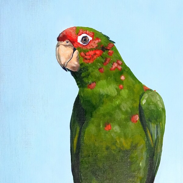 Peinture à l'huile originale - Perruche conure mitrée