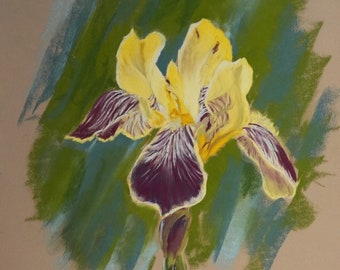 Pastel original - Iris