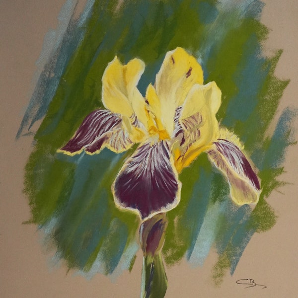 Pastel original - Iris