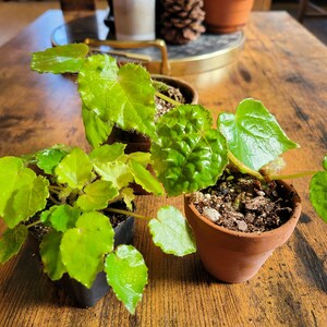 Begonia Hernandiodes Etsy Begonia Hernandiodes Etsy