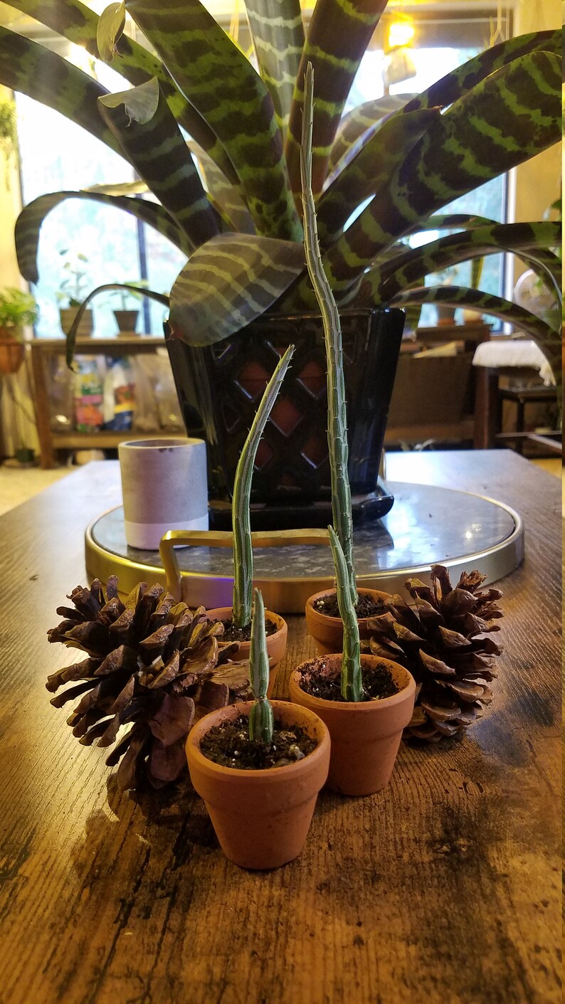 Senecio Stapeliiformis Succulent 'Pickle Plant' read | Etsy