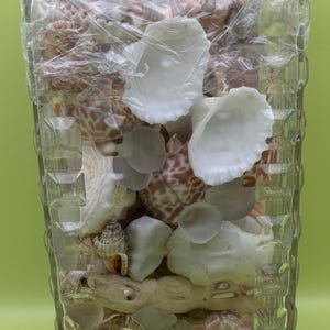 Sea Shells Assorted Variety Collection from Beaches all over the USA Variety Kit Choose 1, 2 or 3 lbs Lover Antiques and Vintage