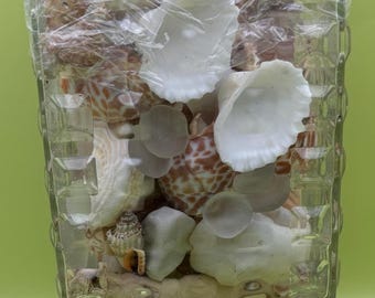 Sea Shells Assorted Variety Collection from Beaches all over the USA Variety Kit Choose 1, 2 or 3 lbs Lover Antiques and Vintage