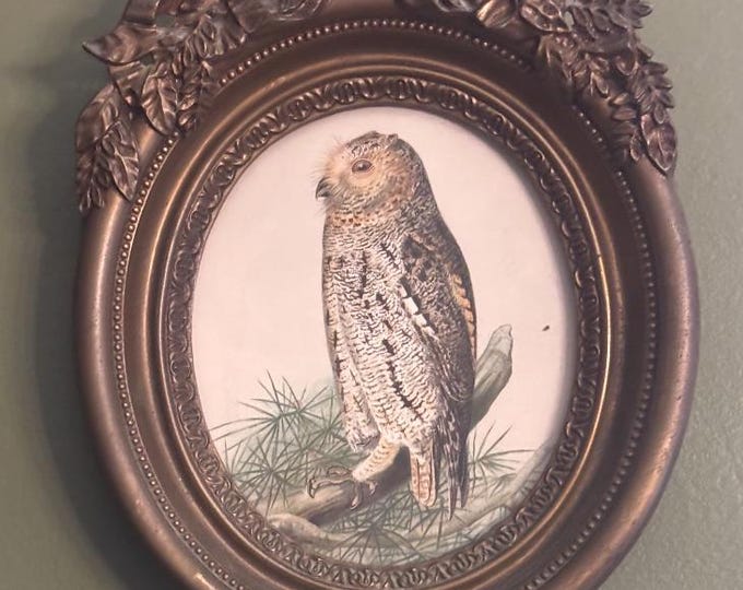 Dwarf Screech Owl Print, Ornate Frame, A. Hoen & Co. Lithocaustic, Baltimore, Lover Antiques and Vintage