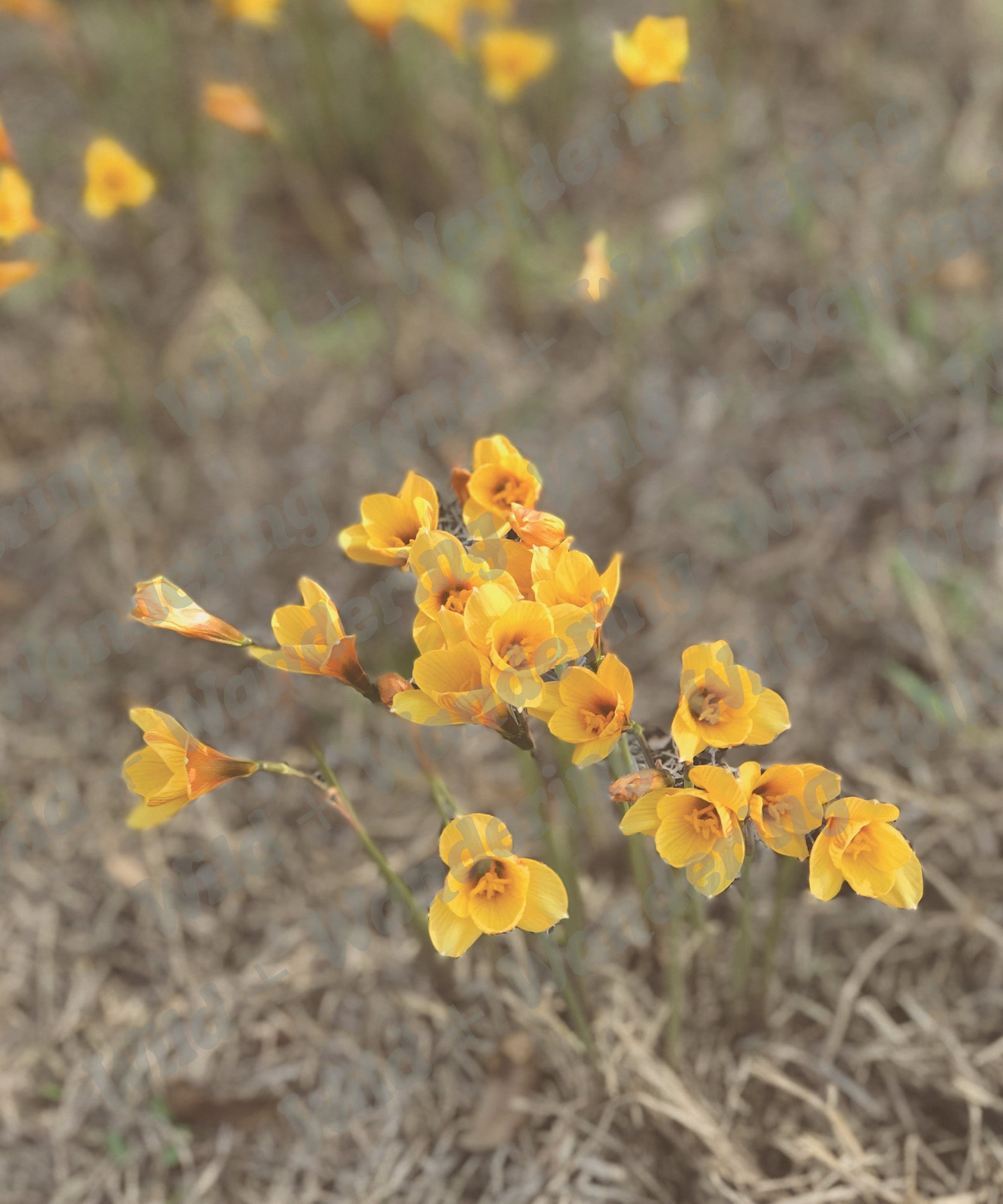 Copper Lilly Flower, Lillies, Texas Wildflowers, Yellow Flower, Floral