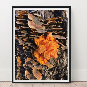 Fungus print, mushroom wall art, nature decor, instant download, plant photo,