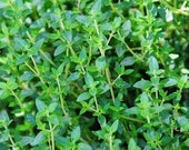 Pick n Mix Culinary Herb Plants Large Plugs - Not Seed Chive Mint Oregano Lemon Thyme Balm Verbena Sage Rosemary More Kitchen Herbs