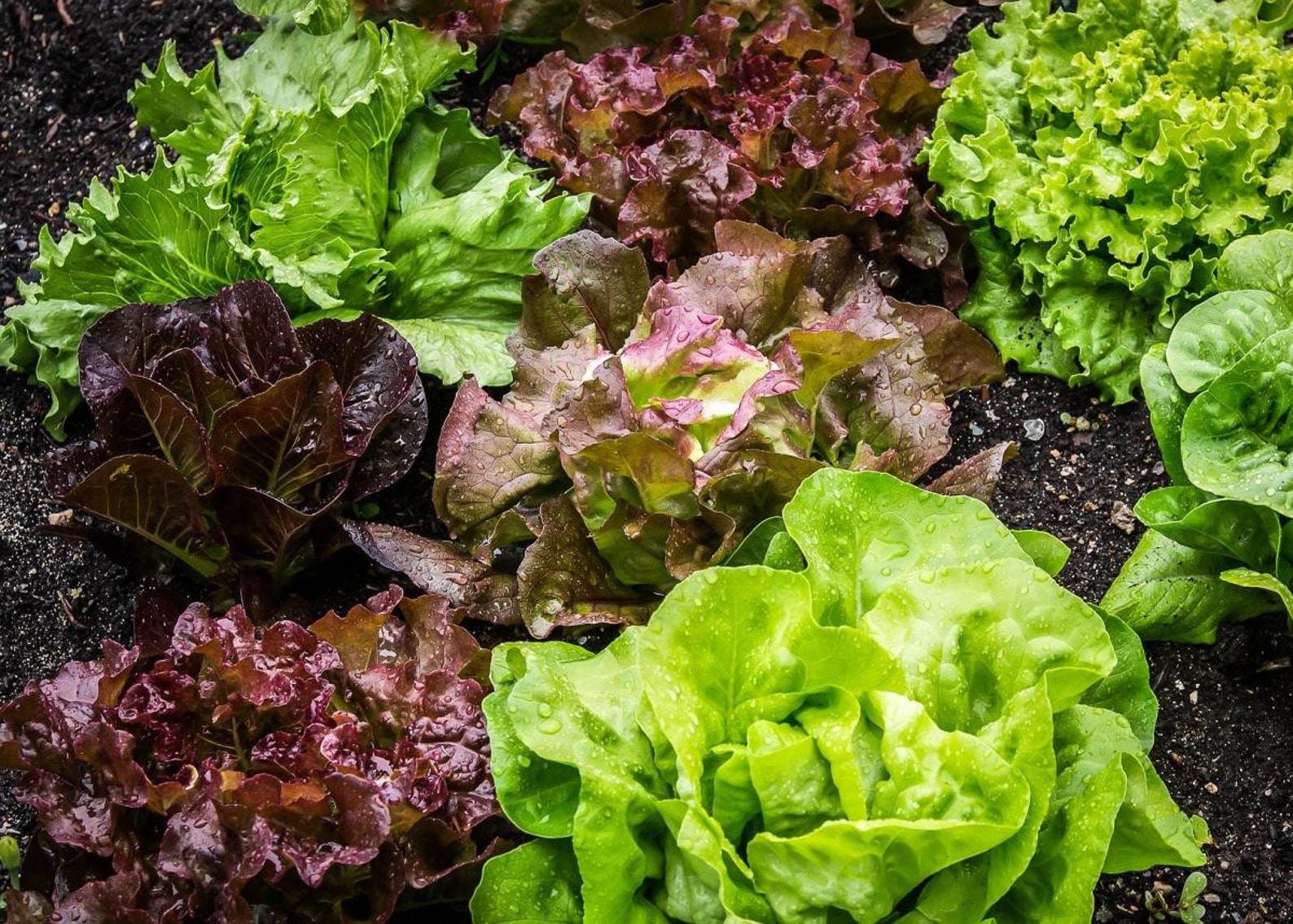 Organic Lettuce Plug Plants x6/12 Pack Many Varieties Etsy