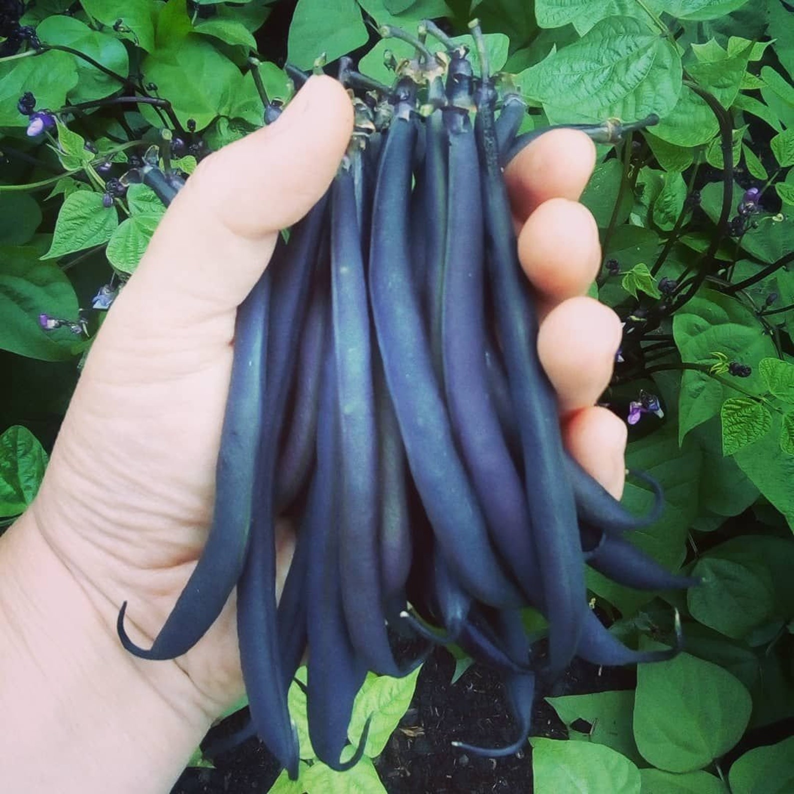 Organic Vegetable Plug Plants 6 Packs Many Varieties Etsy