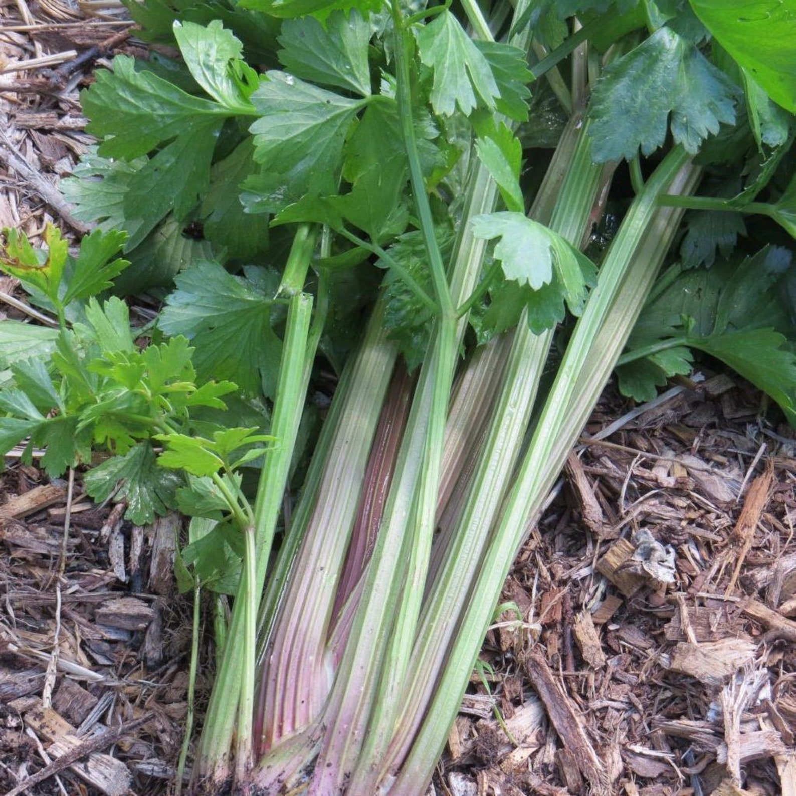 Organic Vegetable Plug Plants 6 Packs Many Varieties Etsy