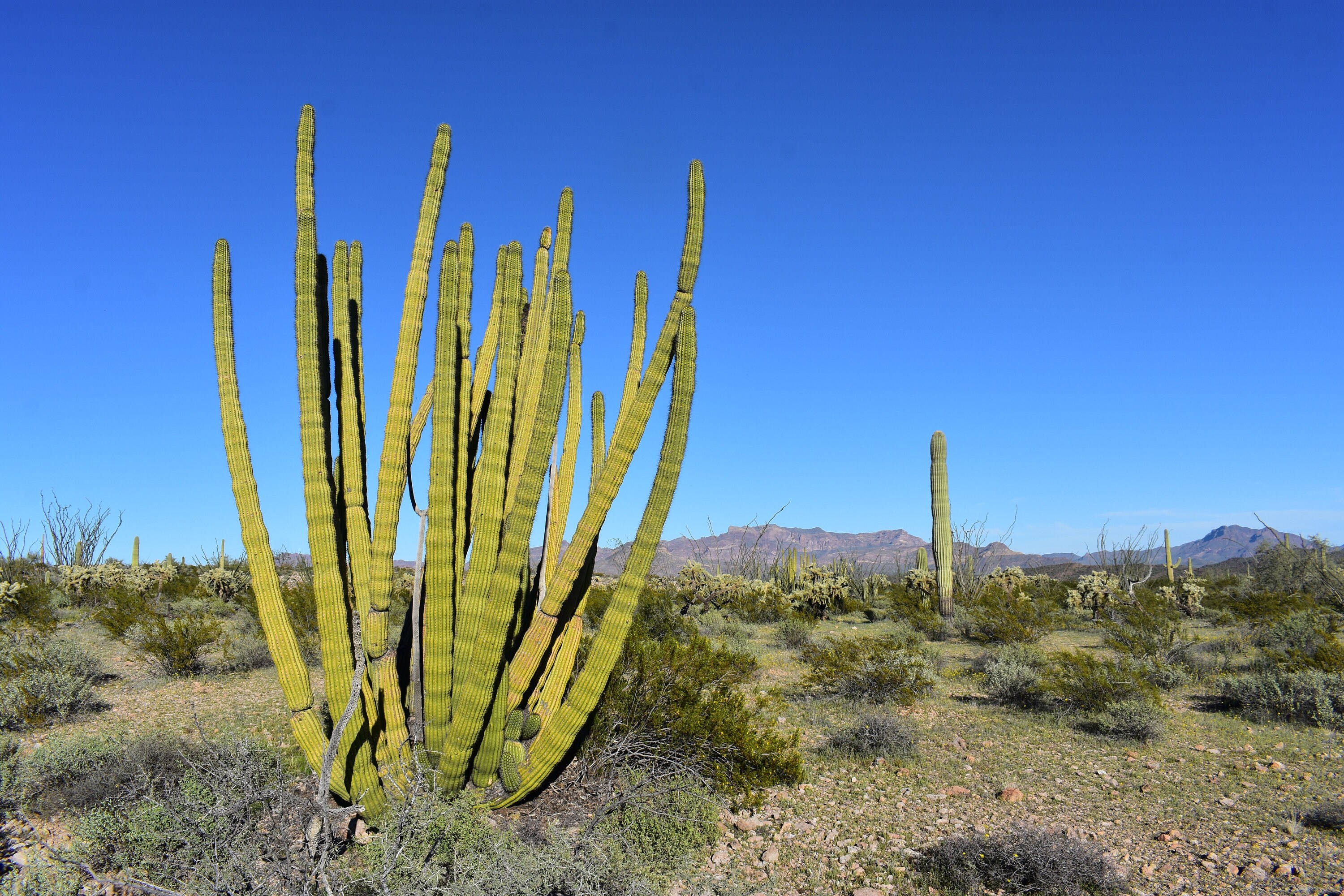 Kakteen In Der Wüste Wikipedia Kakteen der Sonoran-Wüste in Orgel Pfeife Kaktus National | Etsy