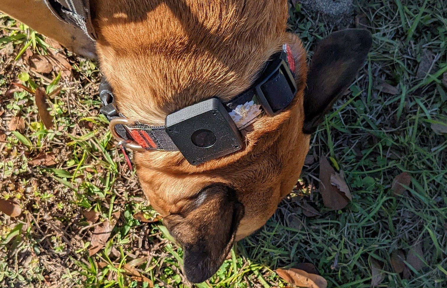Samsung SmartTag collar mount by Kirk Makes Things