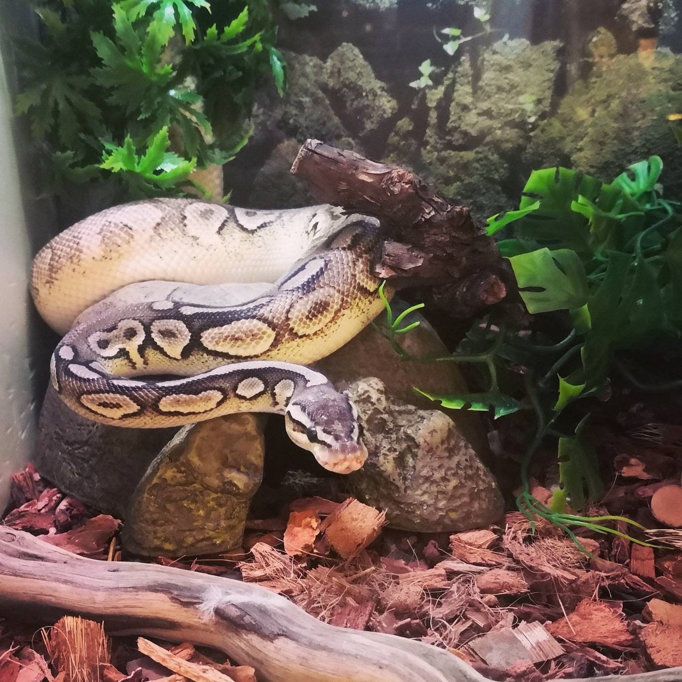 snake shed bracelets snake skin colour scales pretty etsy