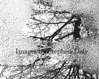 Reflexión del árbol