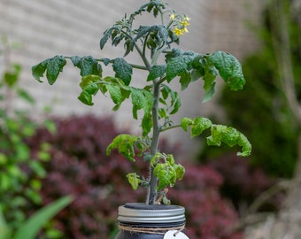 Hydroponic Cherry Tomato Growing Kit