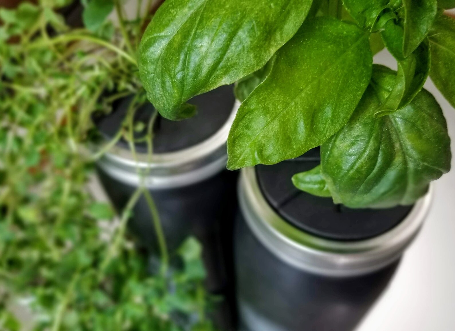 Hydroponic Basil Growing Kit Etsy